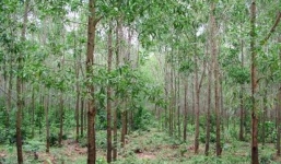 Cô gái bị đốt xác trong rừng tràm: Hung thủ và nạn nhân là bạn bè thân thiết